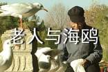 读《老人与海鸥》阅读心得体会
