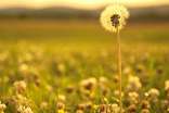 蒲公英的花语与传说
